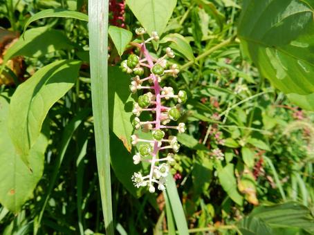 【植物写真】ヨウシュヤマゴボウの写真