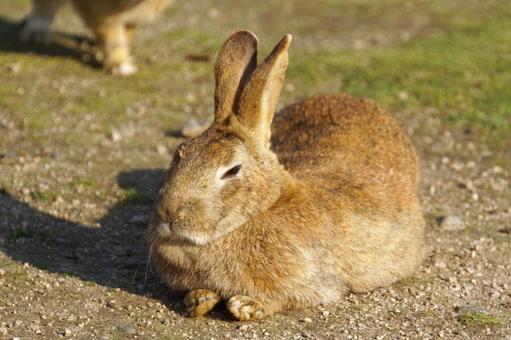 広島県大久野島で眠るウサギ8 うさぎ,睡眠,寝るの写真素材