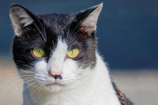 こちらを見るぶち猫 ブチネコ,ぶち猫,ぶち模様の写真素材