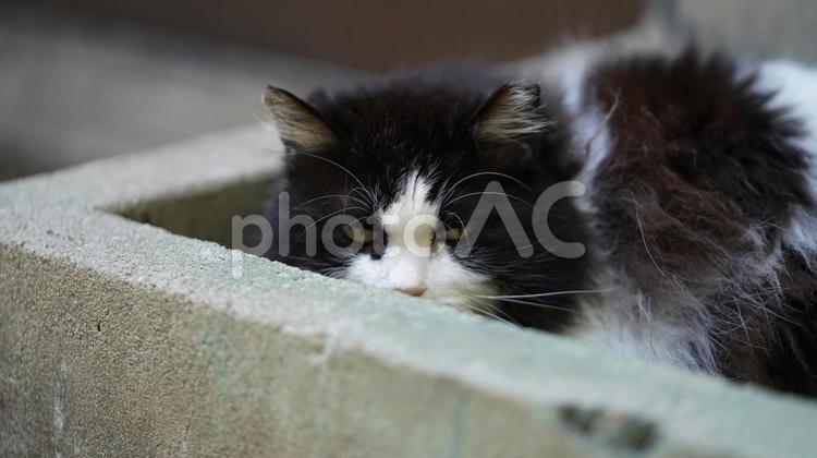 鳥取県綱代漁港の野良ちゃん　⑧ 猫,野良猫,野良ちゃんの写真素材