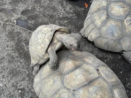turtle, JPG turtle, JPG