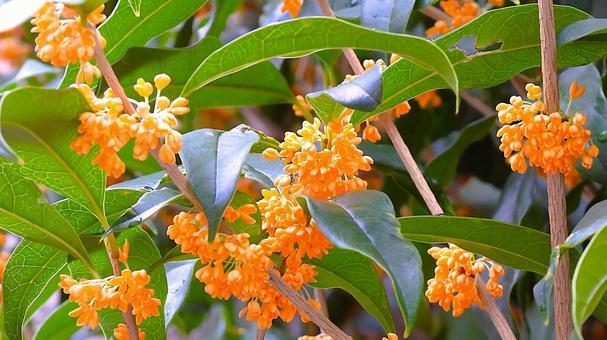 キンモクセイ（金木犀） キンモクセイ,金木犀,香りの写真素材