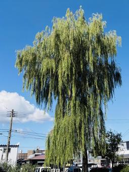 大きな木 大きな木の写真