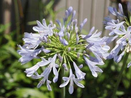 アガパンサスの写真