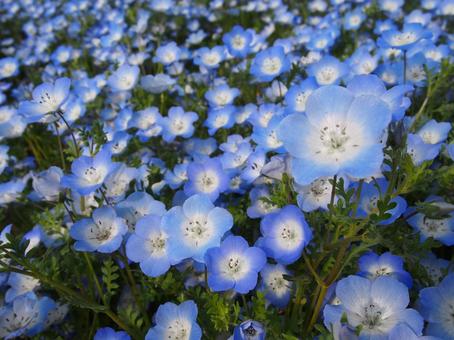 ネモフィラ ネモフィラ ネモフィラ,季節の花,青い花の写真素材