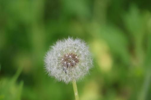 白い綿毛の丸いたんぽぽの種子のアップ 白い,綿毛,丸いの写真素材
