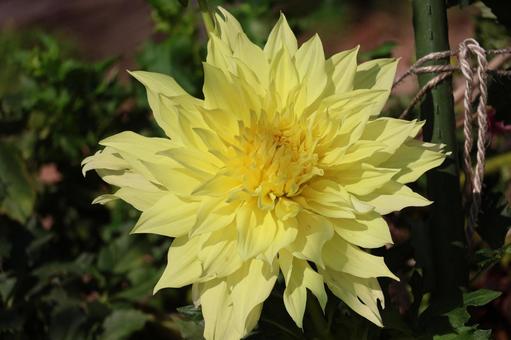 黄色の花びらのダリアの花のアップ 黄色の花びらのダリアの花のアップ 黄色,花びら,ダリアの写真素材