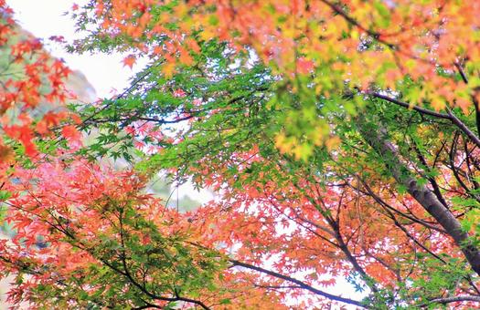 もみじの紅葉 紅葉,もみじ,もみじの木の写真素材