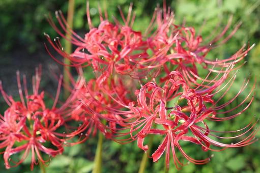 Cluster amaryllis in Kinchakuda, JPG