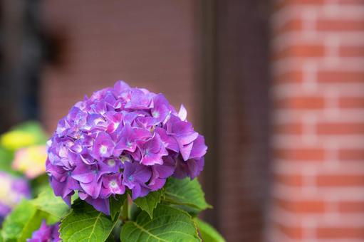 紫陽花のある風景 あじさい,花,梅雨の写真素材