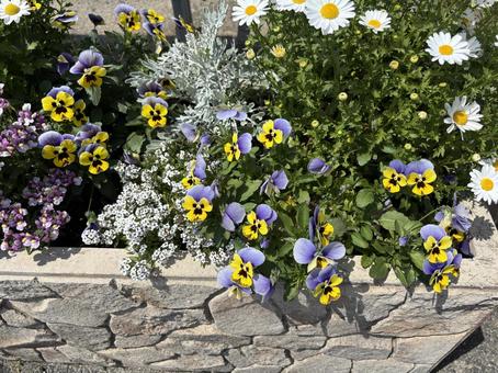 Flower Bed Viola, JPG
