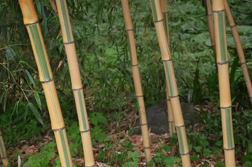 キンメイチクの竹林 キンメイチクの竹林の写真
