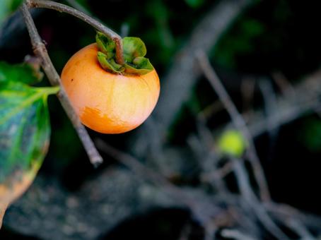 旬の味覚！柿 柿,秋,ぼかしの写真素材
