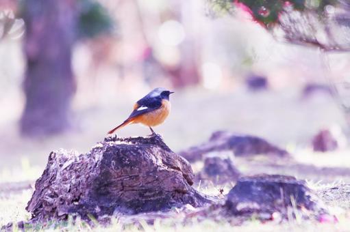 切り株に止まるジョウビタキ 鳥,ジョウビタキ,冬の写真素材