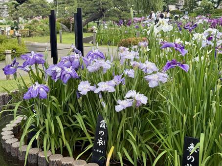 堀切菖蒲園 曇り空の下花菖蒲が咲き誇る 堀切菖蒲園 曇り空の下花菖蒲が咲き誇るの写真