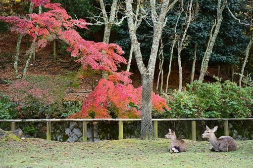 奈良公園の鹿 秋,自然,赤の写真素材