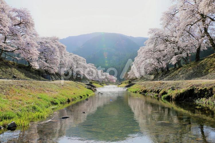 河川敷のサクラ並木 満開の桜 さくら,サクラ,桜の写真素材