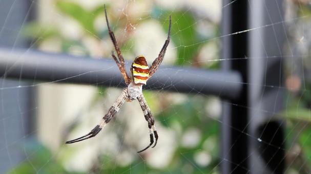 A female orb spider seen on a summer morning, JPG