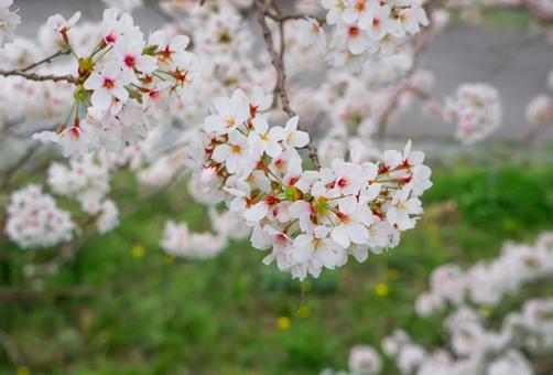 さくら さくら 桜,さくら,自然の写真素材
