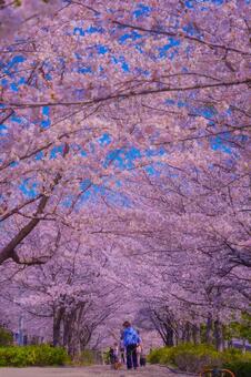 桜並木を歩く人々 桜,ソメイヨシノ,満開の写真素材