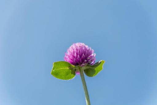 青空に映える千日紅の花 青空に映える千日紅の花の写真