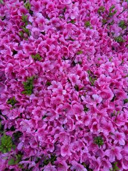 Azalea flowers, JPG Azalea flowers, JPG
