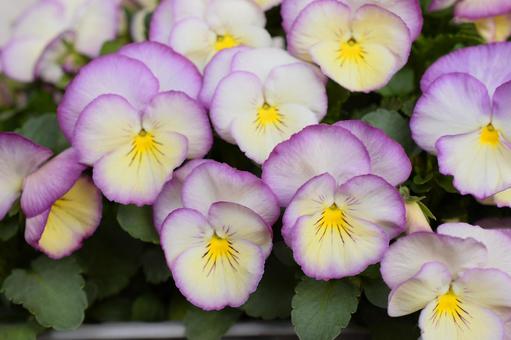 ビオラの鉢植え、パンジーの花 ビオラの鉢植え、パンジーの花の写真