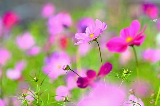 爽やかで可愛い コスモスの花 爽やかで可愛い コスモスの花 コスモス畑,コスモス,ピンク色の写真素材