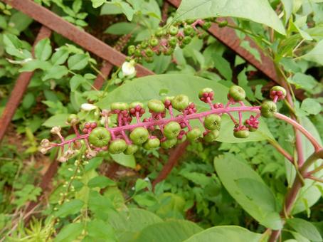 【植物写真】ヨウシュヤマゴボウ 【植物写真】ヨウシュヤマゴボウの写真