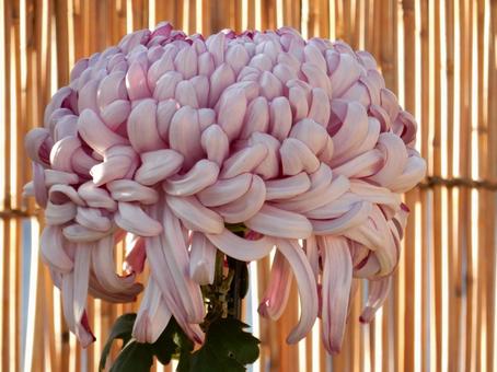 【風景写真】福山菊花展覧会の風景の写真