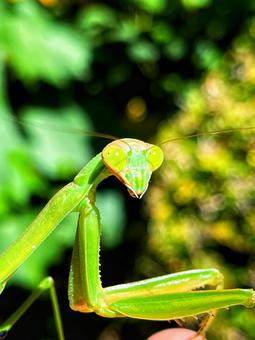 カマキリの顔 カマキリの顔の写真
