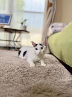 Oto-chan relaxing in the living room, JPG Oto-chan relaxing in the living room, JPG