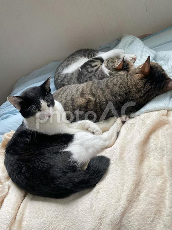 3匹の猫 ねこ,子猫,猫の写真素材