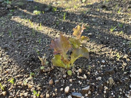 野菜づくりの畑 レタス,野菜,葉菜の写真素材