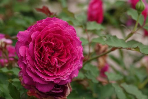 Jindai Botanical Gardens Rose Garden, JPG