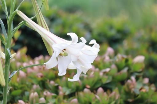 白いタカサゴユリの花のアップ 白いタカサゴユリの花のアップの写真