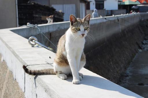 凛とした猫@佐柳島 凛とした猫@佐柳島の写真