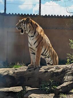 トラ トラ,とら,虎の写真素材