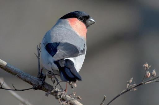ウソ ウソ うそ,ウソ,野鳥の写真素材