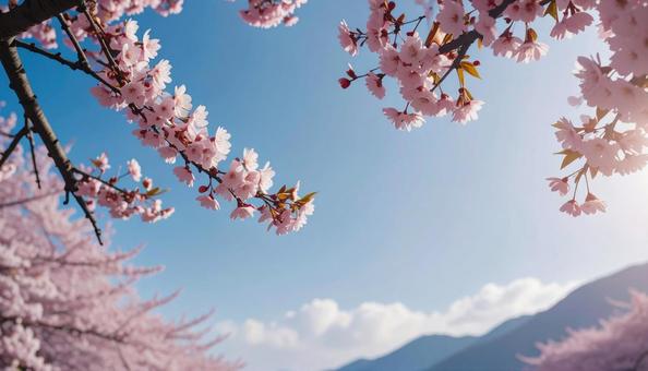 満開の桜の花と青空 満開の桜の花と青空の写真