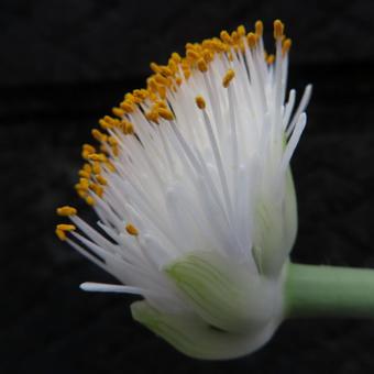 マユハケオモト（ハエマンサス） マユハケオモト,ハエマンサス,花の写真素材