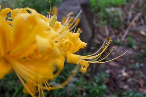 [秋]彼岸花の写真