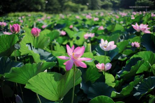 ハスの花 ハスの花の写真