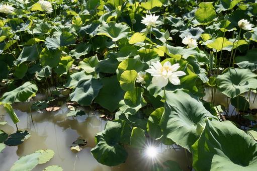 蓮の花 蓮の花 蓮の花,ハスの花,花の写真素材