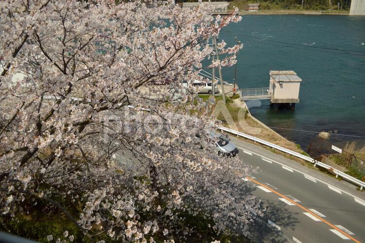 桜を見おろす　春の海と道路近くの公園 桜,見おろす,道路の写真素材