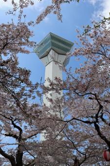 桜と五稜郭タワー 桜と五稜郭タワー 函館,函館五稜郭,五稜郭の写真素材