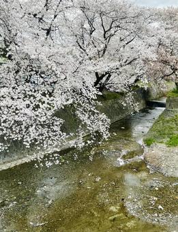 河川と桜の写真