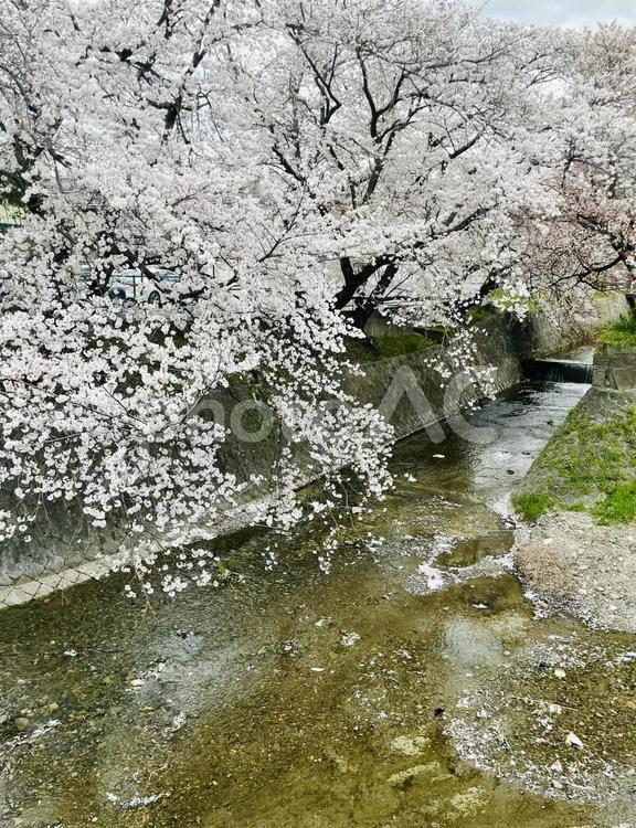 河川と桜 桜,川,自然の写真素材