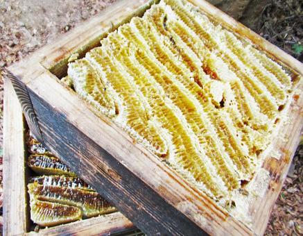 食べ物 食べ物 日本ミツバチの巣,巣蜜,蜜蝋の写真素材