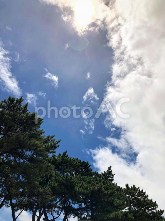 木々と空 木々,逆光,誰もいないの写真素材